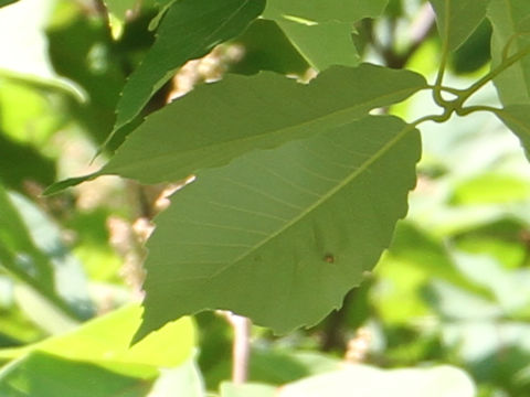 Quercus serrata