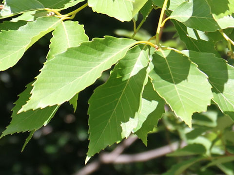 Quercus serrata