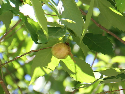 Quercus serrata