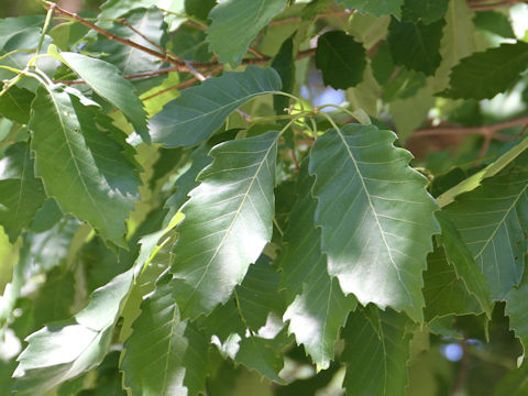 Quercus serrata