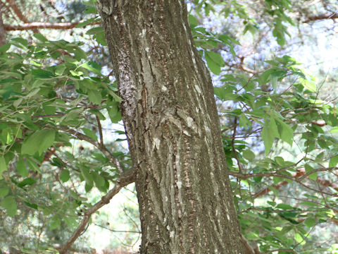 Quercus serrata