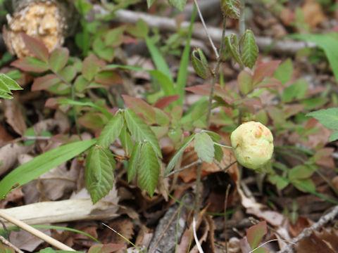 Quercus serrata