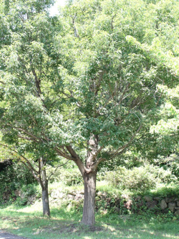 Quercus serrata