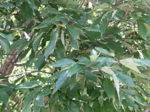 Quercus serrata