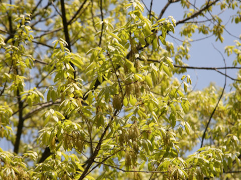 Quercus serrata