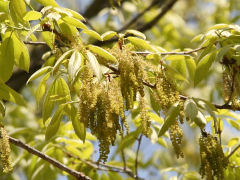 Quercus serrata