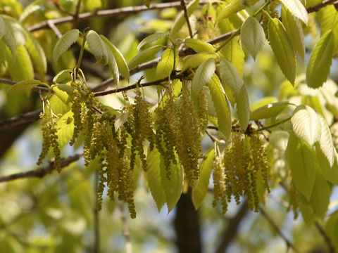 Quercus serrata