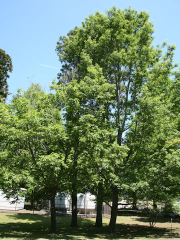 Quercus serrata