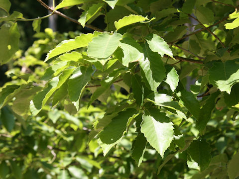 Quercus serrata