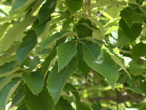 Quercus serrata