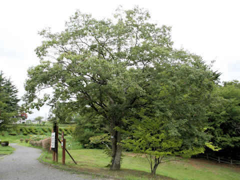 Quercus serrata