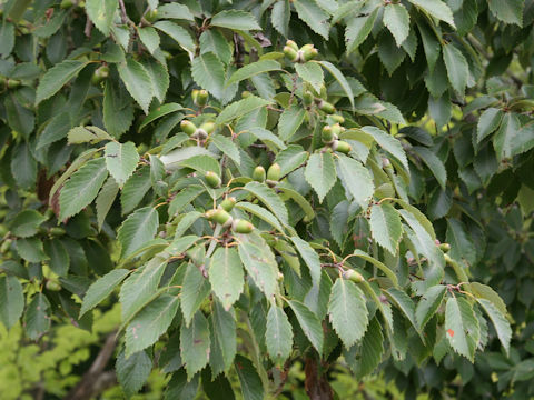 Quercus serrata