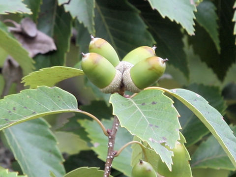 Quercus serrata