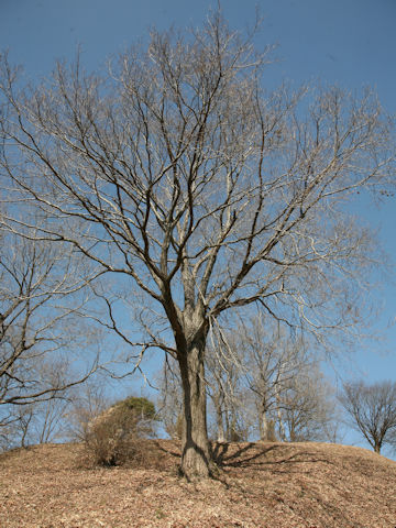 Quercus serrata
