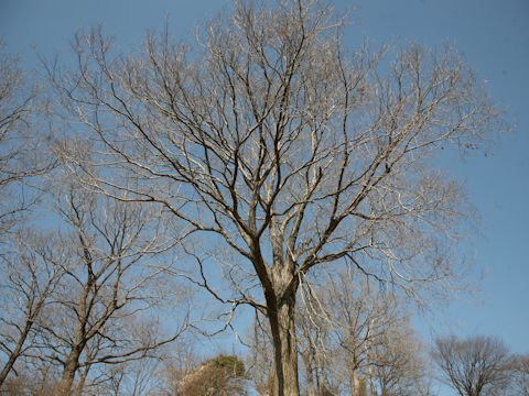 Quercus serrata