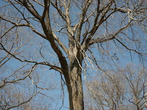 Quercus serrata