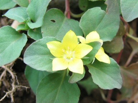 Lysimachia japonica