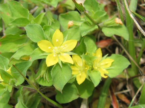 Lysimachia japonica