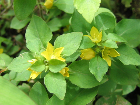 Lysimachia japonica