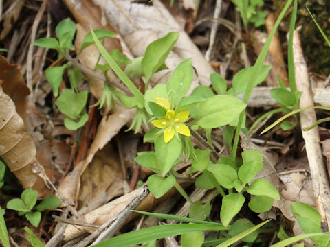 Lysimachia japonica