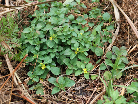 Lysimachia japonica