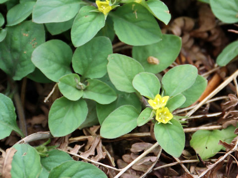 Lysimachia japonica