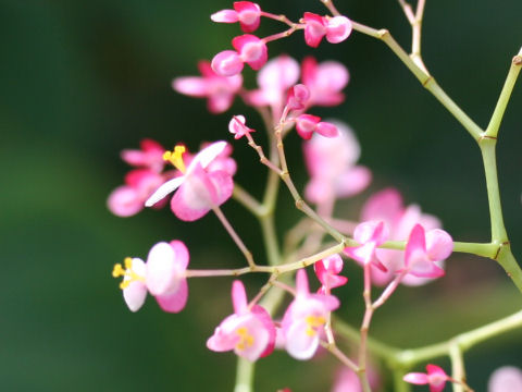 Begonia cv. Freddie