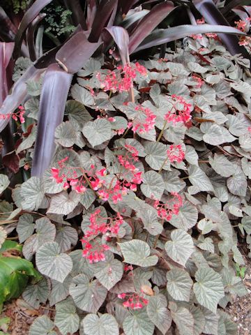 Begonia sp.