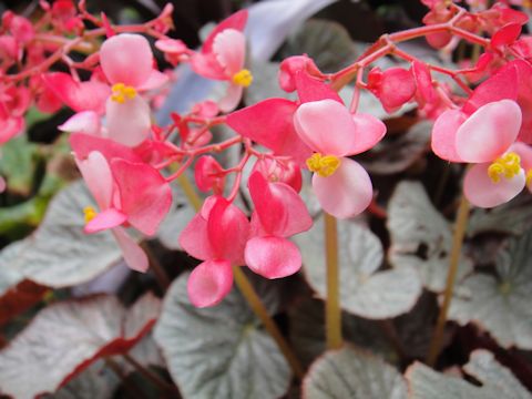 Begonia sp.