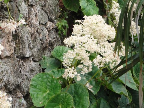 Begonia sp.