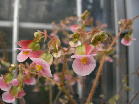 Begonia cv. Frost's Dorothy Behrends