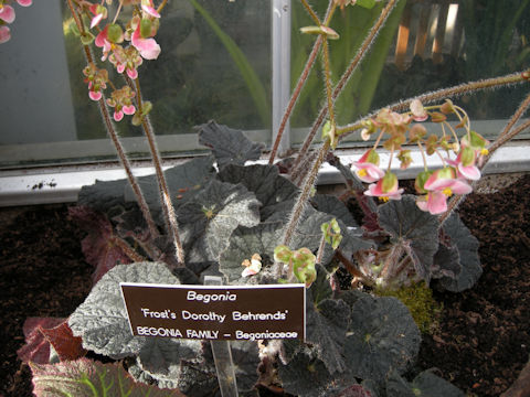 Begonia cv. Frost's Dorothy Behrends