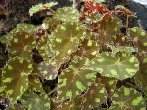 Begonia cv. Tiger Kitten