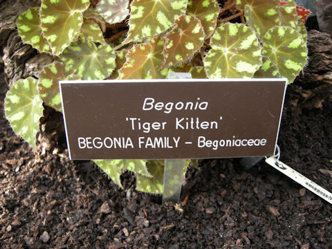 Begonia cv. Tiger Kitten
