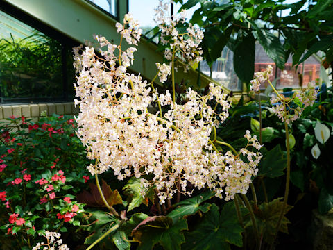 Begonia sp.