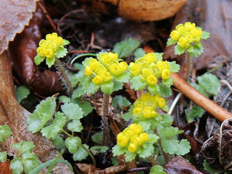 Chrysosplenium pilosum var. sphaerospermum