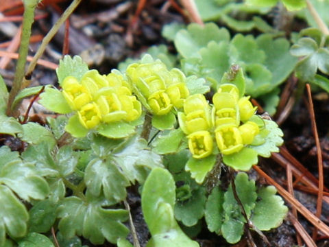 Chrysosplenium pilosum var. sphaerospermum