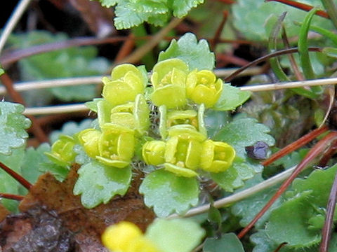 Chrysosplenium pilosum var. sphaerospermum