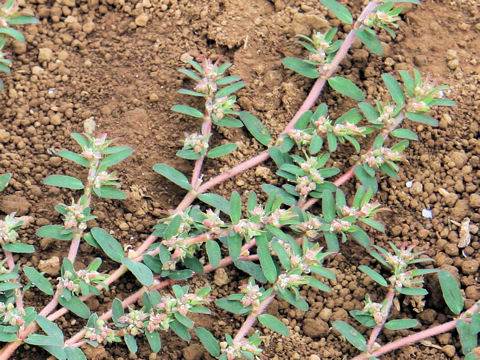 Euphorbia supina