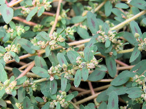 Euphorbia supina