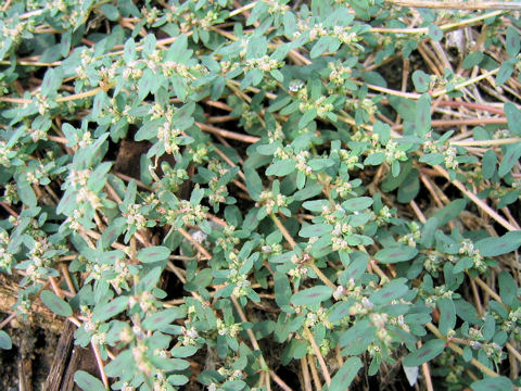 Euphorbia supina