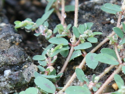 Euphorbia supina