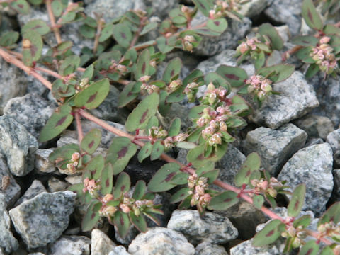 Euphorbia supina