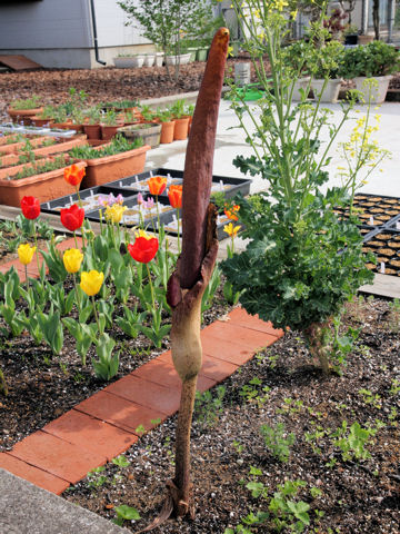 Amorphophallus rivieri