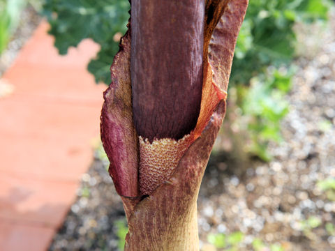 Amorphophallus rivieri