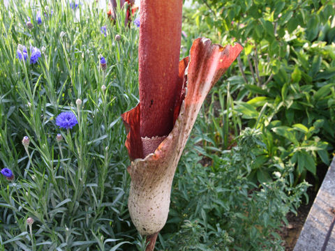 Amorphophallus rivieri