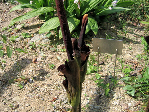 Amorphophallus rivieri