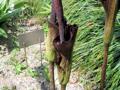 Amorphophallus rivieri