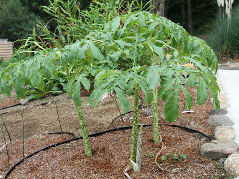 Amorphophallus rivieri