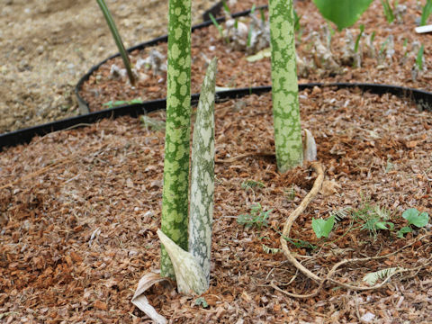 Amorphophallus rivieri